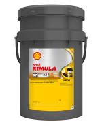 Shell Rimula