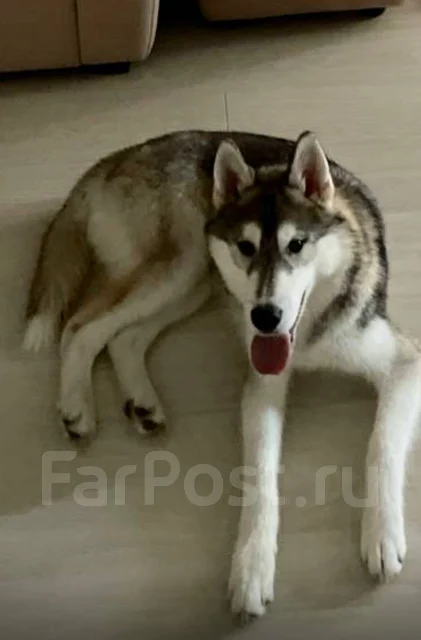 �����. ����