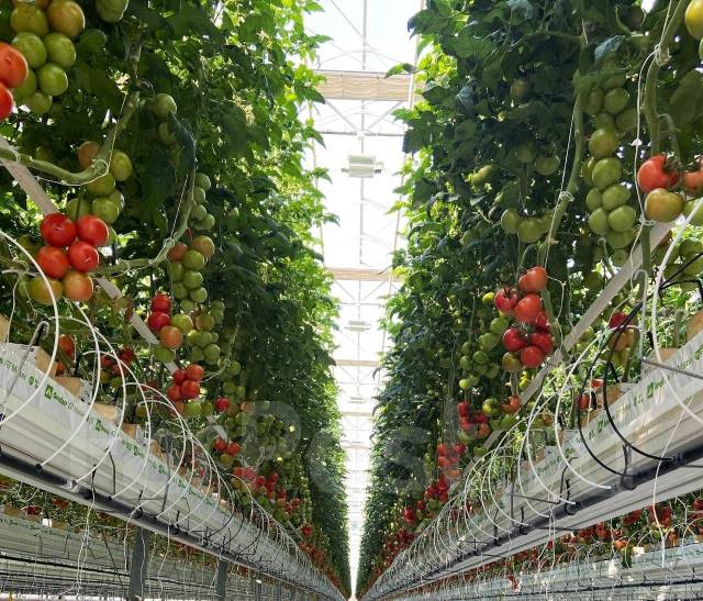 ��������-������. ��� "���� ��� �� �������� ��������". ����� ������������� 130 ����