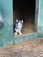 ��������� �����. ����
