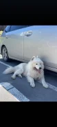 ���������� ������/����������� ����. ����