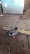 ����. ����
