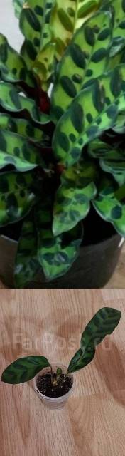 Калатея Лансифолия, в наличии. Цена: 350₽ во Владивостоке