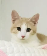 �����. ����