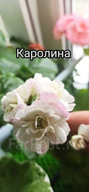 Pelargonios disponibles. Precio: 1 500₽ en ..