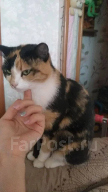 �����. ����