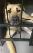 ������. ����