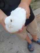 ������. ����