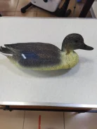 ������ ���� (������) ��� ����