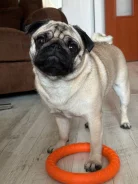 ����. ����