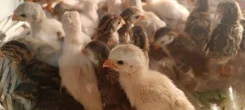 �������. ����