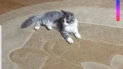 �����. ����