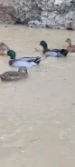 ����. ��� ����� �� ������������ ����