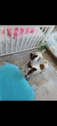 ����������. ����