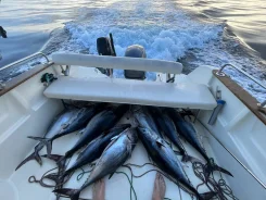 Jeanneau Merry Fisher. 2010 ���, ����� 6,25��., ��������� ���������, 115��.�., ������ ����