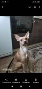 ���-������. ����
