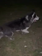 �����. ����