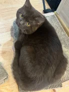 ���������� �����. ����