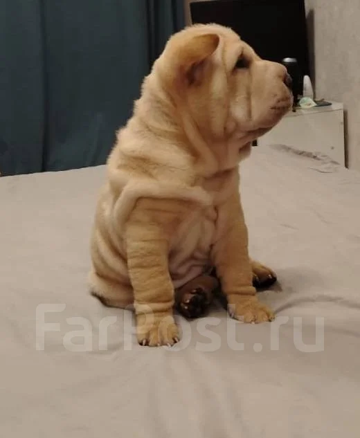 ������. ����