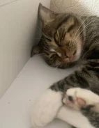 �����. ����