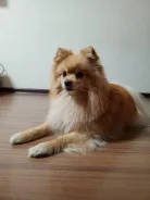 ����. ����
