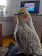 �������. ����