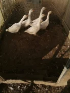 ����. ����