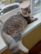 �����. ����