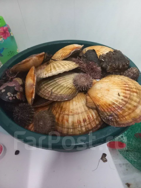 Barrakuda. 2005 ���, ����� 3,2��., ��������� ���������, 10��.�., ������ ����