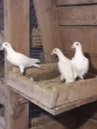 ������. ����