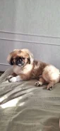 �������. ����