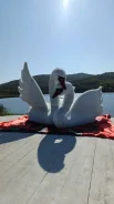 ������ ���������. ����