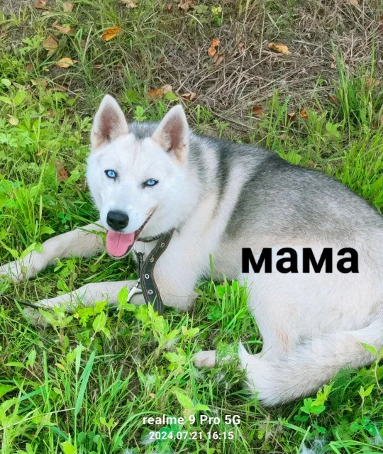 �����. ����