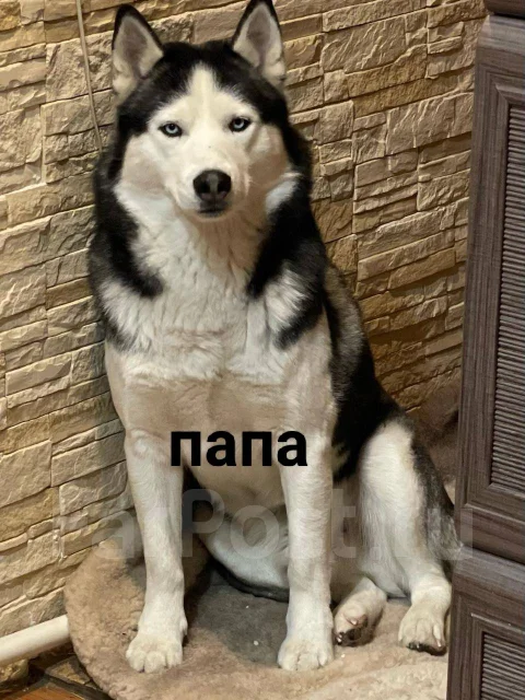 �����. ����