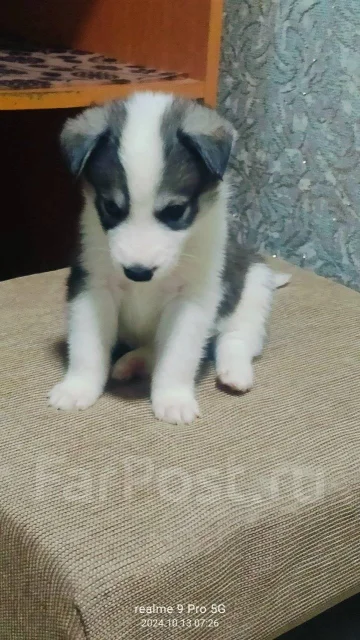 �����. ����
