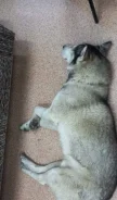 �����. ����