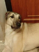 ������. ����