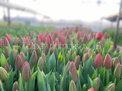 ��������. ��� ����� �� ������������ ����