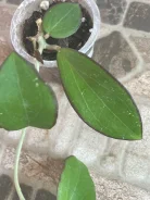����. ����
