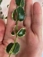 ����. ����