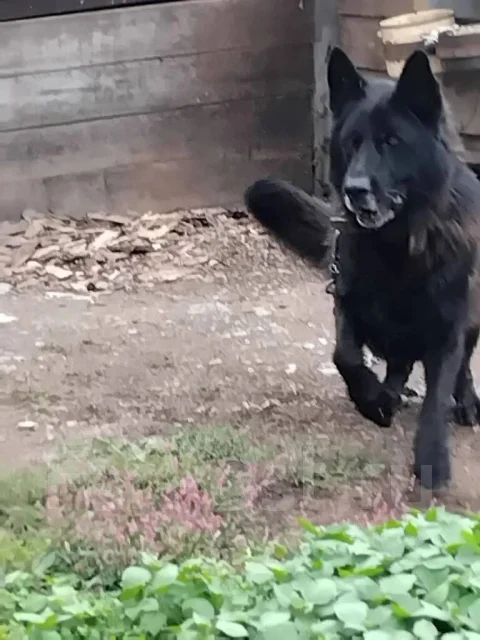 ���������� ��������. ����