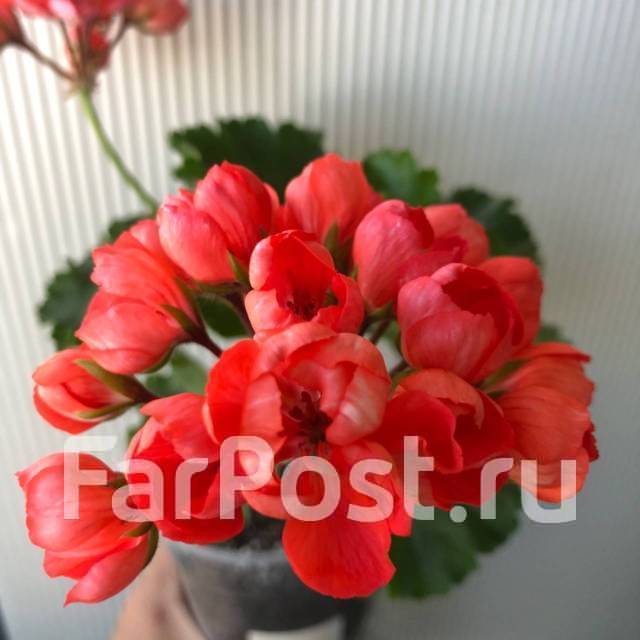 Пеларгония, в наличии. Цена: 350₽ во Владивостоке