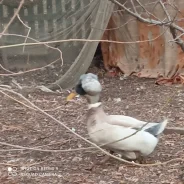 ����. ����