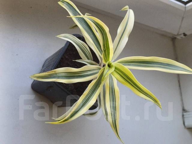 Драцена деремская Еллоу Лайм, в наличии. Цена: 300₽ во Владивостоке