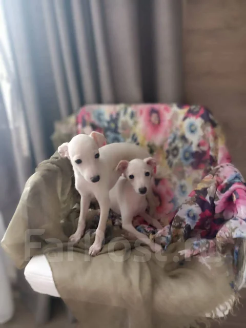 ��������. ��� ����� �� ������������ ����