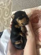 �����. ����