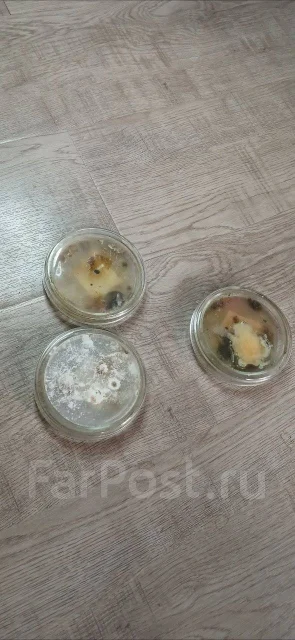 ����������. ����