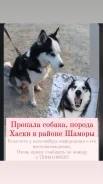 �����. ����