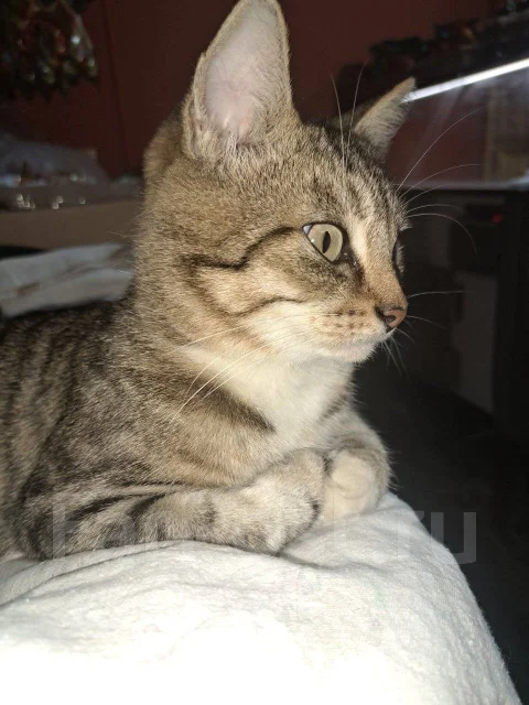 �����. ����