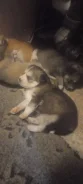 �����. ����